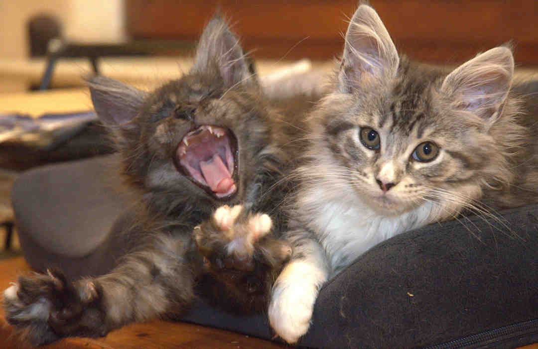 Katzen Katzen